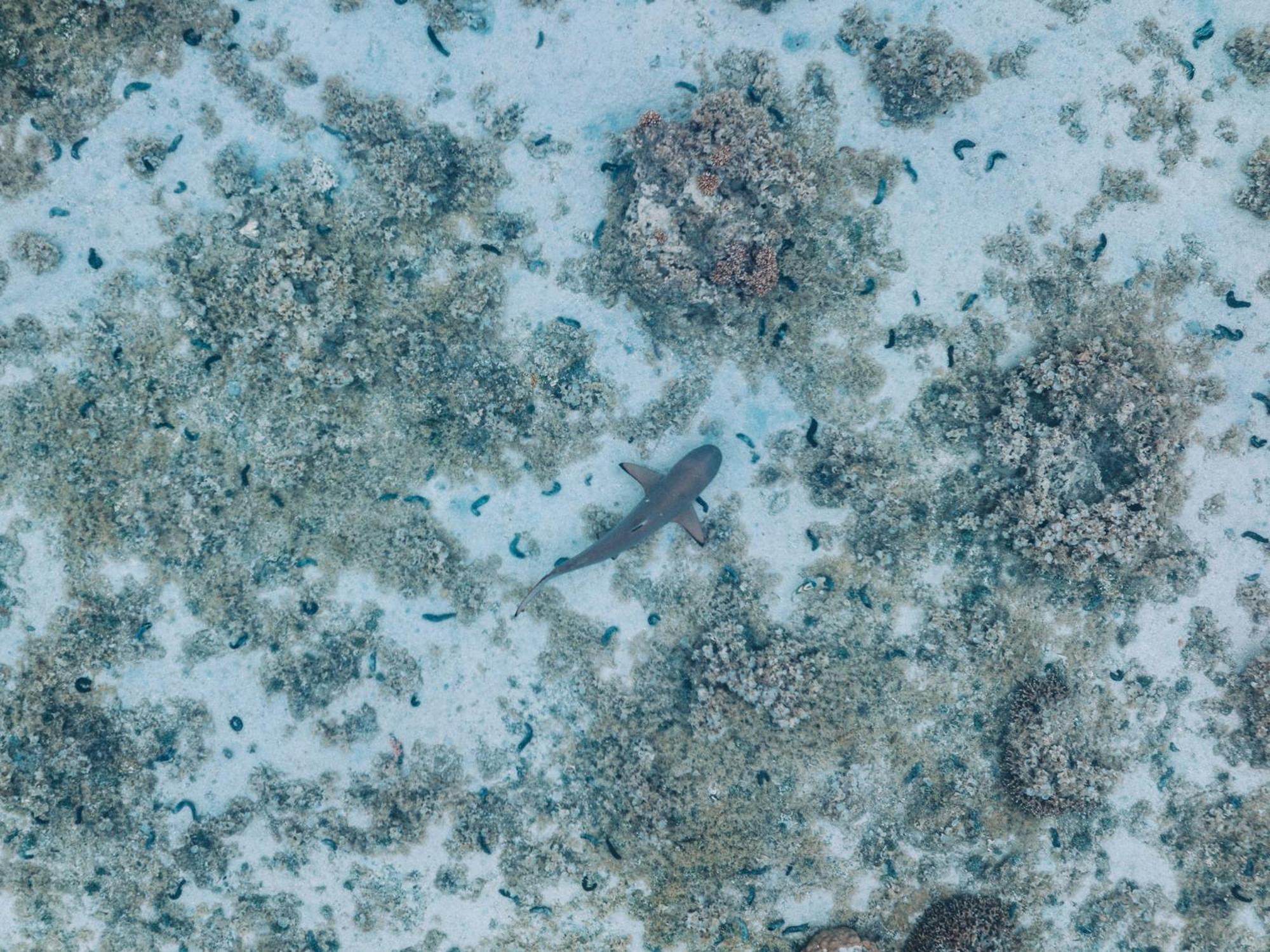 Lagoon Dream Moorea Eksteriør bilde